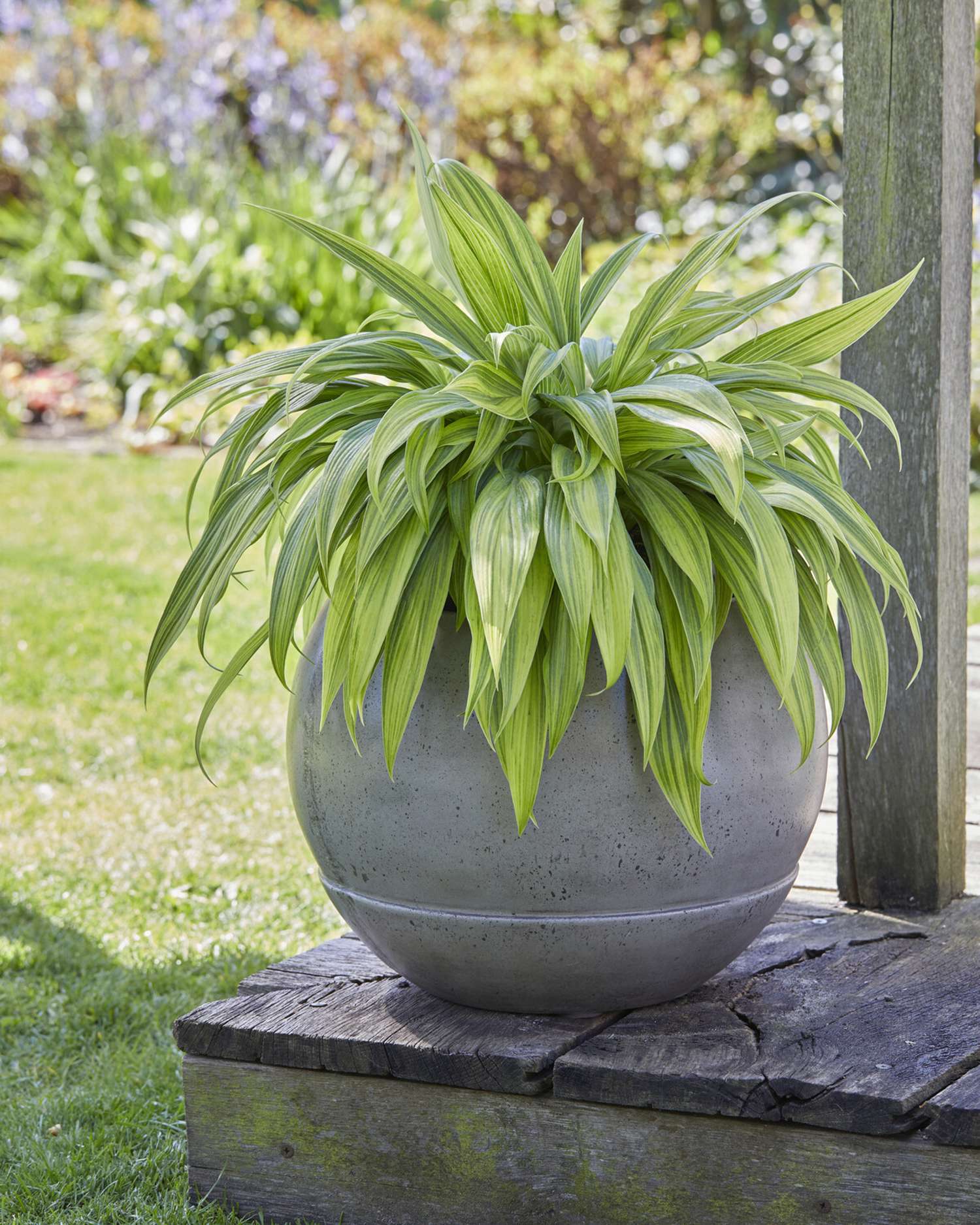 Kuunlilja 'Hyuga Urajiro'